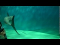 Kaikyokan Aquarium Sand Jellyfish and Finless Porpoises