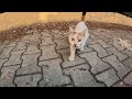 Pregnant tabby cat does not want to eat dry cat food. The white cat makes a claim :)