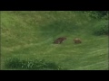 Bobcat vs Groundhog