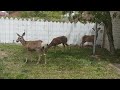 Deer outside the kitchen window!