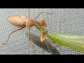 Praying mantis eating her 