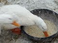 Evening duck chores!