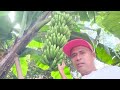 Vlog#96 marami Ang naging bunga ng saging/ Ka Tripper #Paopao RED tag Tv