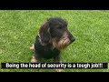 Cute dachshund is head of security #TeddyTheDachshund