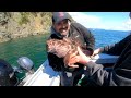 Lingcod Fishing Puget Sound  Washington | San Juan Islands Opening Day 2024