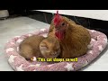 Touching! The mother cat entrusted the kittens to the hen and the father cat to take care of!🤣funny