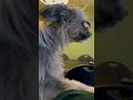 Weird Noise My Puppy Makes When She Wants Attention