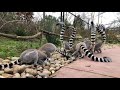 🎥LIVE VIRTUAL ZOO DAY: Ring Tailed Lemurs