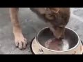 Wolf puppy eating set to Quake 2 Music