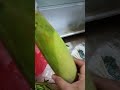 Belanja sayur untuk 2 hari