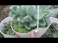 May pumangit, May Maganda parin/adellosegro #video #plants #share #vlog #subscribe