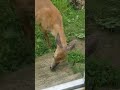 Deer stealing cat food