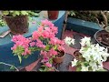 Bougainvilleas  flowering virtual tour