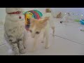 Pet Pranks: Funny Moments That Will Make You Laugh 🤣 Funniest Catss 😹🤣