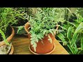 Everybody Can Grow This 12 Fern ||  Low Maintenance Fern From My Collection-Part-1