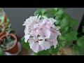 제라늄 가지치기 방법, 착한 녀석~ 가지치고 2주 후 꽃 피움 ♡ How to prune geraniums, flowers bloom 2 weeks after pruning ♡