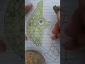 S2 EP 14 How to Draw Metapod