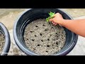 How to grow chrysanthemum by cuttings || दिसिमबर फुलखौ माबादि फुलि बानायो