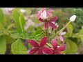 सितंबर शुरुआत में लगायें 10  beautiful winter flowering plants ki cutting. अक्टूबर से खिलेंगे फूल।