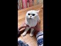 Most Satisfying Funny Cat Video 😂😂😂  #shorts