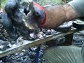 Sampeling Oysters at WillowBrooke [Pambula Lake ,Eden ]