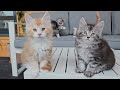 Playful Maine Coon Kittens Discover the Balcony!