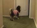 Ultimate Dog Tease- Dog Goes Shopping!   (Full Length)