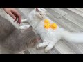 When you own cats with 300 IQ 🤣 New funny animals videos 2024 😂