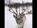 funny reindeer