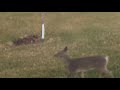 The deer are getting bolder! (Pt 2)