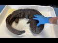 My Giant Salamander Collection