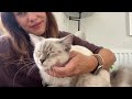NEW CAT UPDATE | WHAT'S IT LIKE OWNING A RAGDOLL AND TWO BRITISH SHORTHAIRS