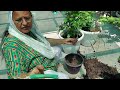 terrace garden#gardening#viral video#is tarah se lagaen paudhe