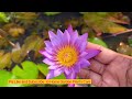 How to grow lotus plant / Lotus plant care