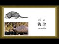 汉语学习 | Learn 70+ animals（mammals）in Chinese