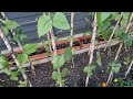 How to take care and what fertilizer to use to get lots of beans | Hobbyist Gardening UK