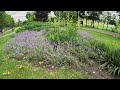A beautiful bed of plants and flowers in the park. Video 4k. Nature in the park in summer.