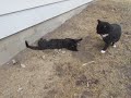 Male and Female cats meeting for the first time.