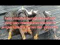 berburu ruak ruak dipinggir jalan !! berburu burung ruak ruak di jarak dekat