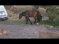 VC Highlands wild horses at Rachel's Ranch