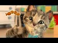 Little Kitten My Favorite Cat Play Fun Pet Care Game for Toddlers and Children