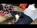 Kitty playing rough - funny