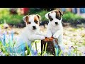Dog Music to go to sleep, Relaxing Music for Dogs, Anti-Anxiety & Prevent Boredom Music