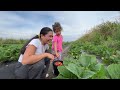 Panahon na para anihin ang mga strawberries sa bukid | Inday Roning family