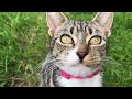 😂 Funniest Cats 😂🙀 Funny And Cute Animal Videos 2024 😘🤣