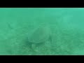 Magen's Bay: Snorkeling with SEA TURTLES in the US Virgin Islands