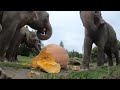 Elephant Smash Giant Pumpkins