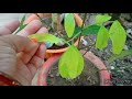 How to grow Tej patta plant in a pot / bay leaf plant care। तेज पत्ता के पौधे को कैसे उगाए आसानी से
