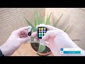 💥 Redmi Watch 3 Active vs Xiaomi Smart Band 8 COMPARATIVA en ESPAÑOL ⌚ ¿Cuál es MEJOR opción?