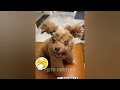 Funniest Cats And Dogs Videos 2024😻You Laugh You Lose 🐶